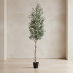 Olive Tree - TidyPlant