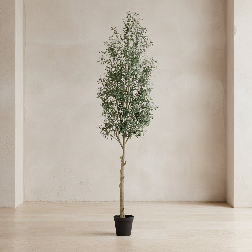 Olive Tree - TidyPlant