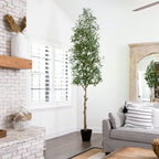 Olive Tree - TidyPlant