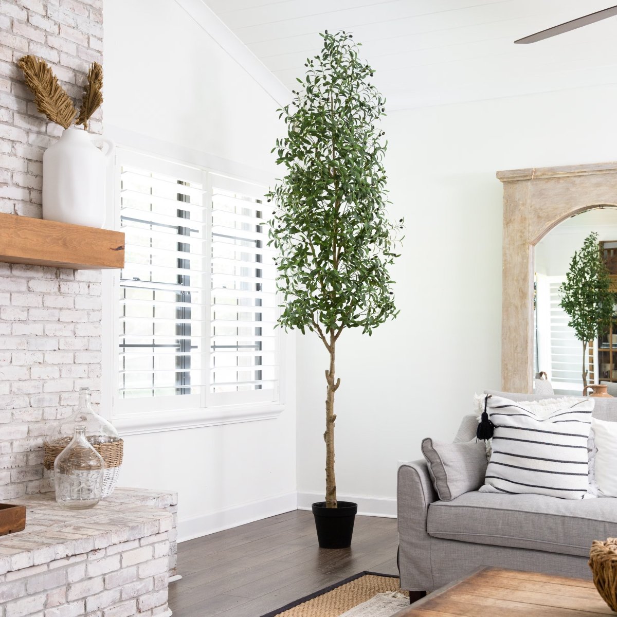 Olive Tree - TidyPlant
