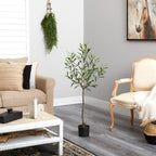Olive Tree - TidyPlant