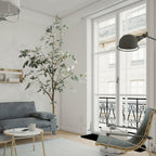 Olive Tree - TidyPlant