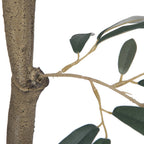 Olive Tree - TidyPlant