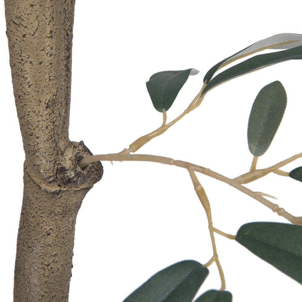 Olive Tree - TidyPlant