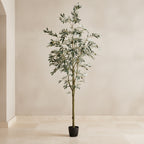 Olive Tree - TidyPlant
