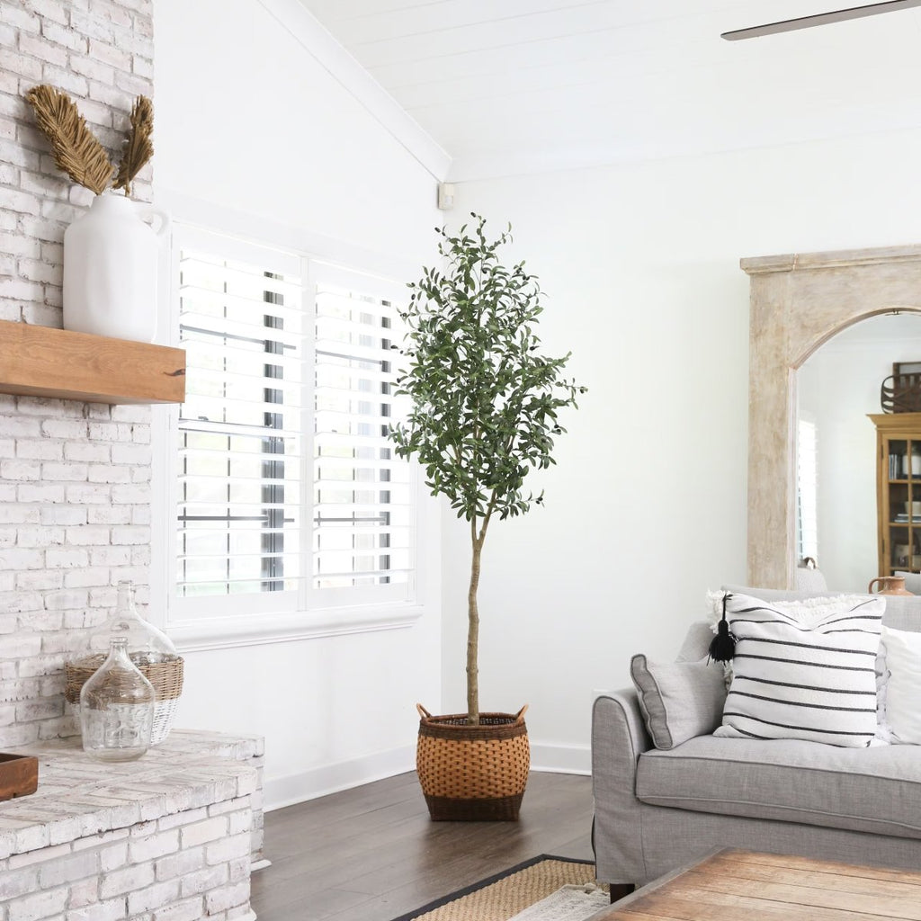Olive Tree - TidyPlant