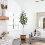 Olive Tree - TidyPlant