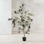 Olive Tree - TidyPlant