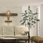 Olive Tree - TidyPlant