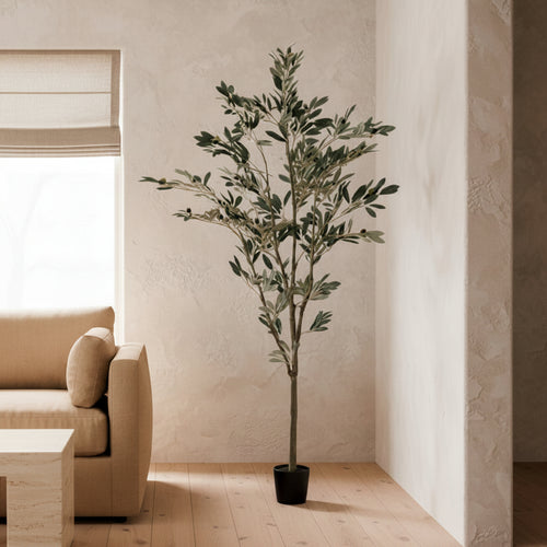 Olive Tree - TidyPlant