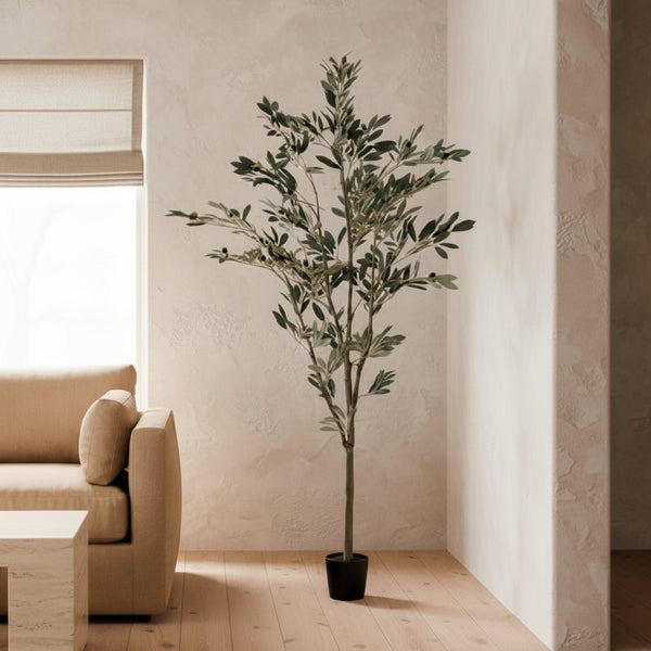 Olive Tree - TidyPlant
