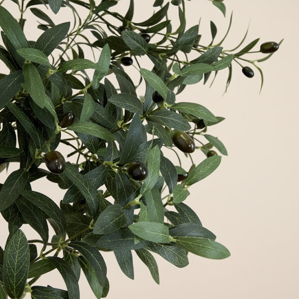 Olive Tree - TidyPlant