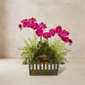 Orchid & Succulent Arrangement - TidyPlant