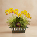 Orchid & Succulent Arrangement - TidyPlant