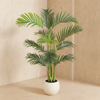 Potted palm plant on a white background