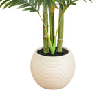 3.5' Areca Palm Tree