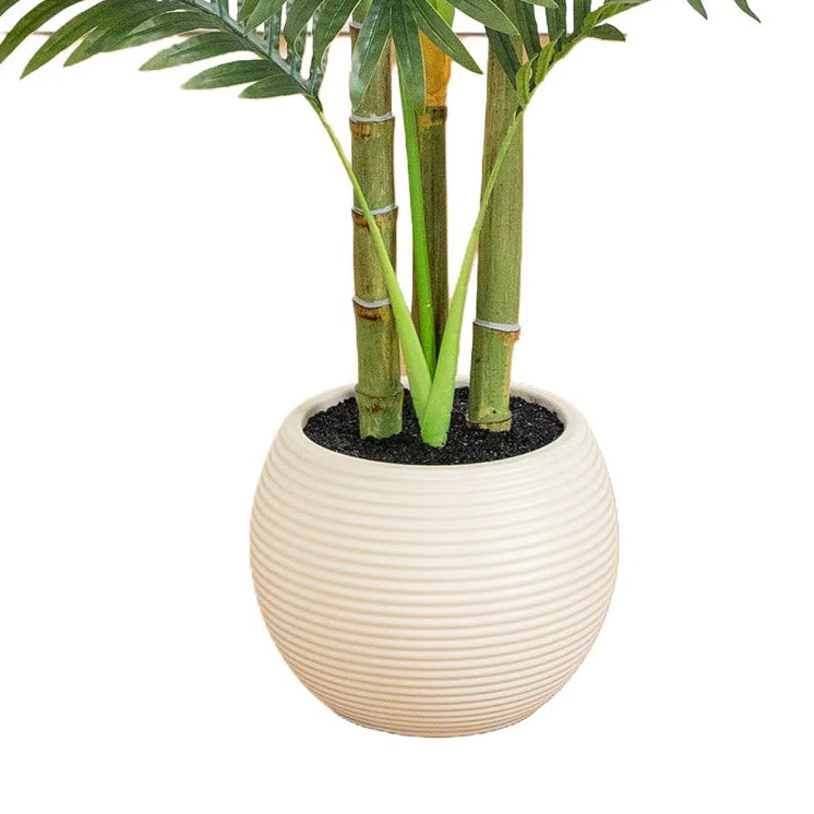 3.5' Areca Palm Tree