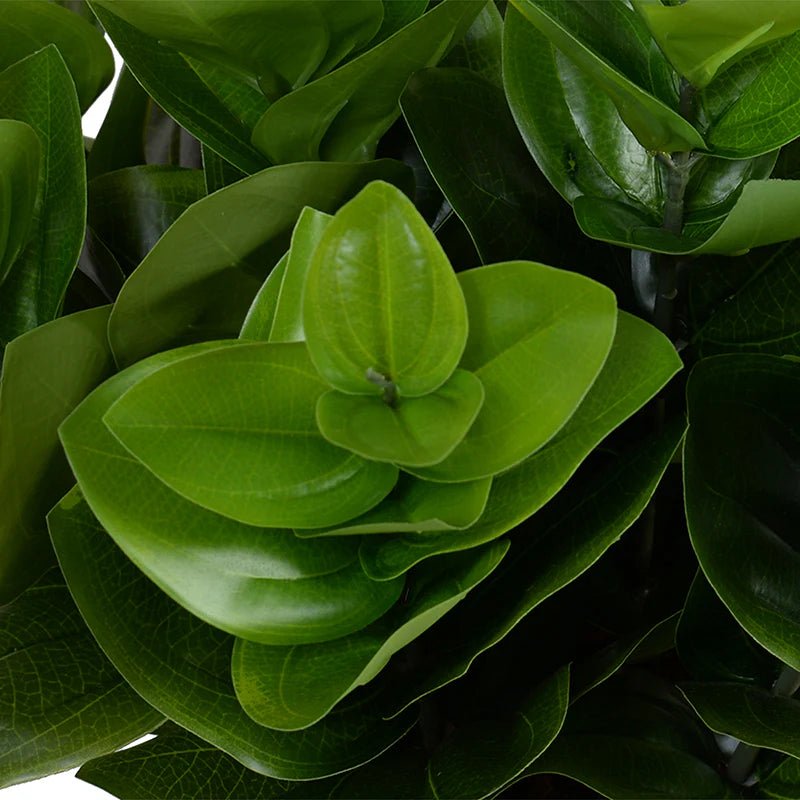 Peperomia Plant - TidyPlant