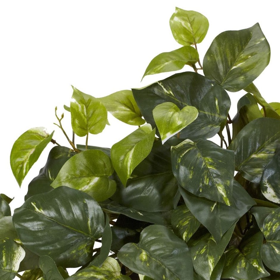 Pothos Plant - TidyPlant