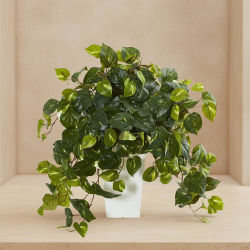 Pothos Plant - TidyPlant