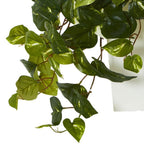 Pothos Plant - TidyPlant