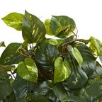 Pothos Plant - TidyPlant
