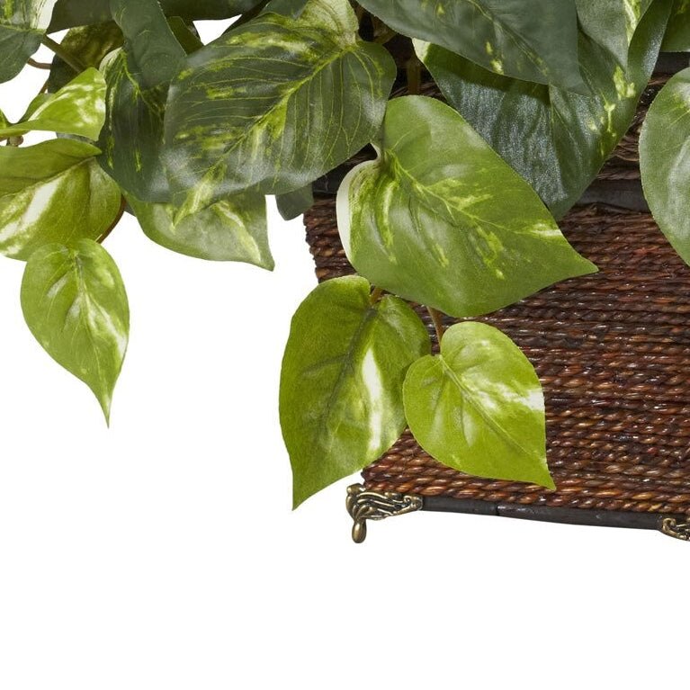 Pothos Plant - TidyPlant
