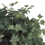 Puff Ivy Plant - TidyPlant