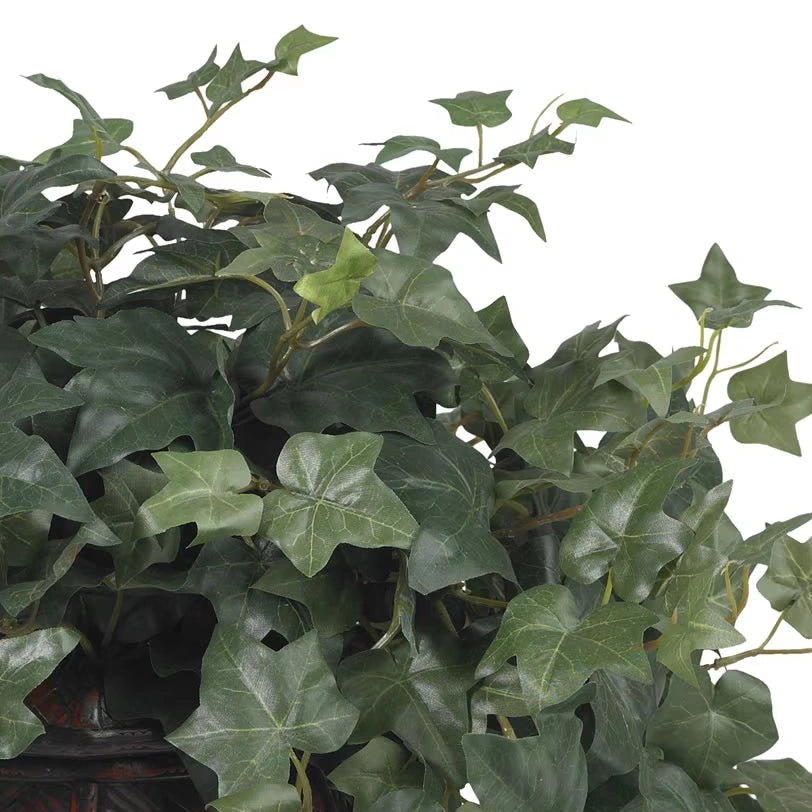 Puff Ivy Plant - TidyPlant