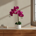 Purple Orchid Arrangement - TidyPlant