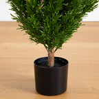 Rosemary Cone Topiary - TidyPlant