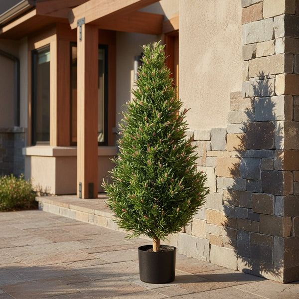 Rosemary Cone Topiary - TidyPlant
