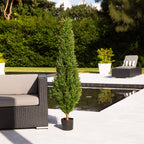 Rosemary Cone Topiary - TidyPlant