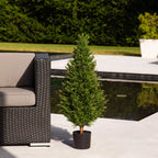 Rosemary Cone Topiary - TidyPlant