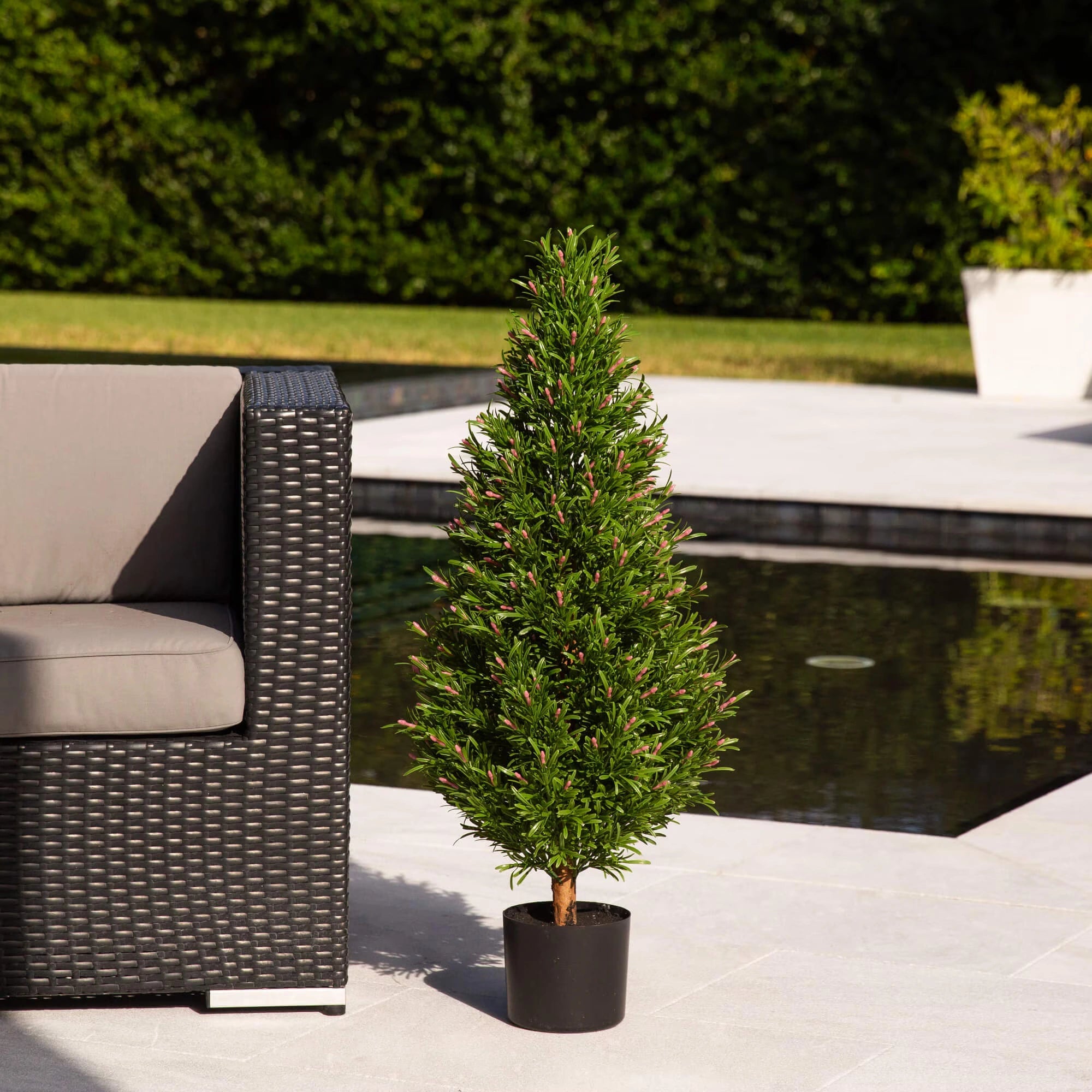 Rosemary Cone Topiary - TidyPlant