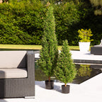 Rosemary Cone Topiary - TidyPlant