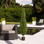 Rosemary Cone Topiary - TidyPlant