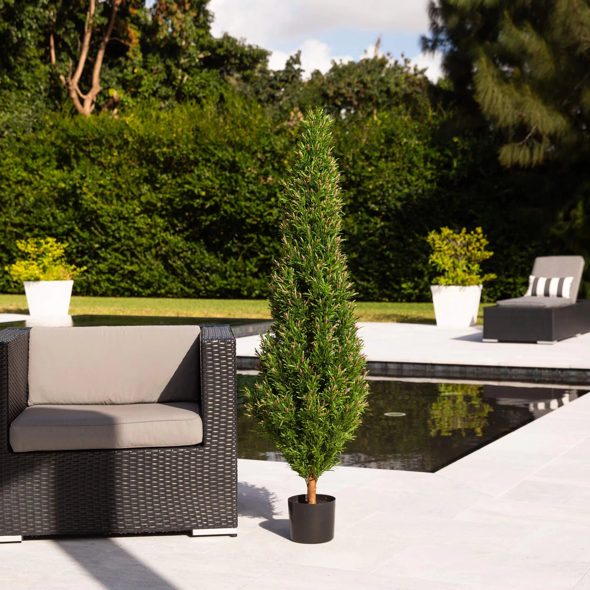 Rosemary Cone Topiary - TidyPlant