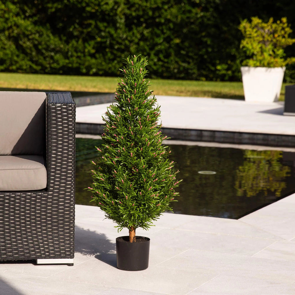 Rosemary Cone Topiary - TidyPlant
