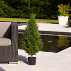 Rosemary Cone Topiary - TidyPlant