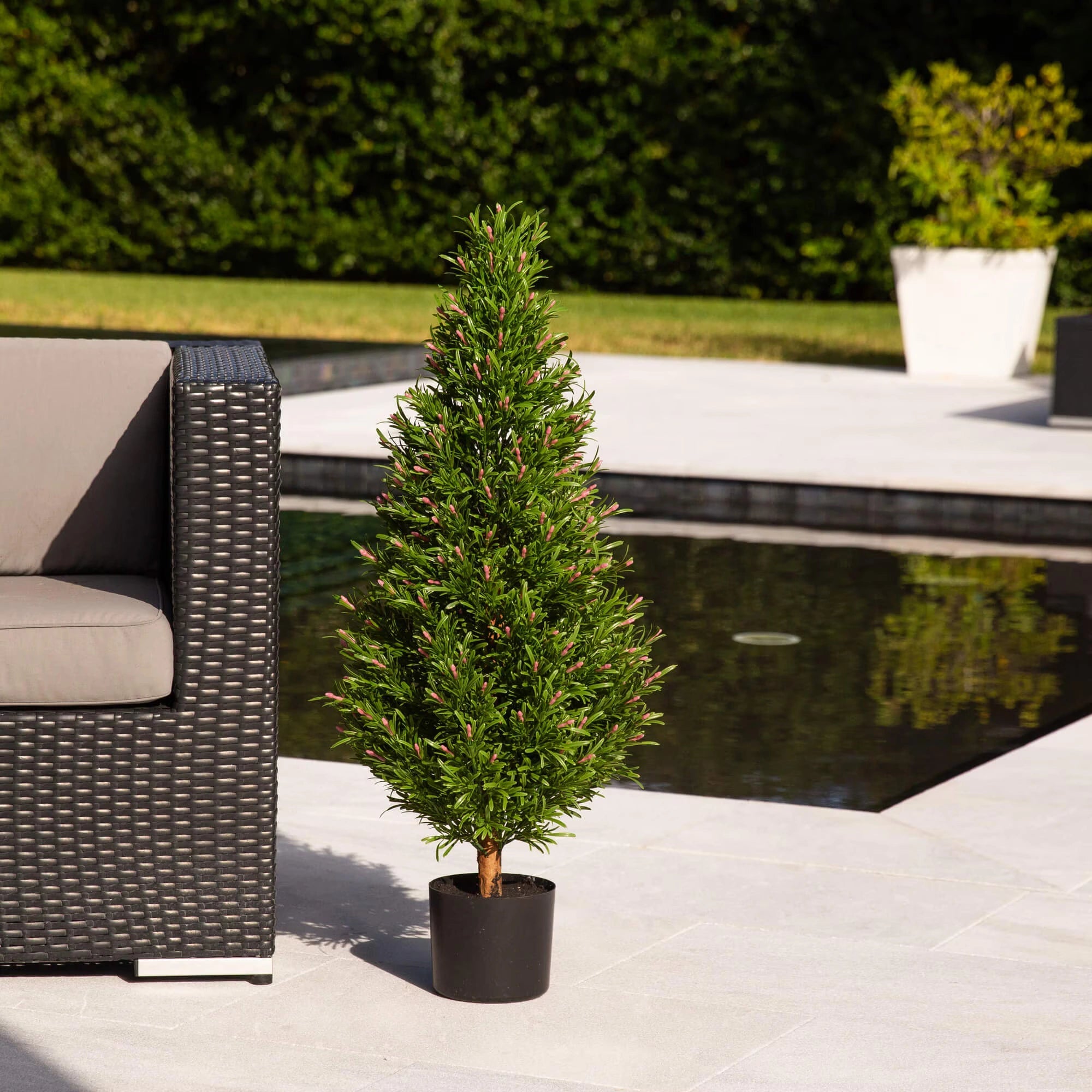 Rosemary Cone Topiary - TidyPlant