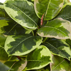 Rubber Plant - TidyPlant