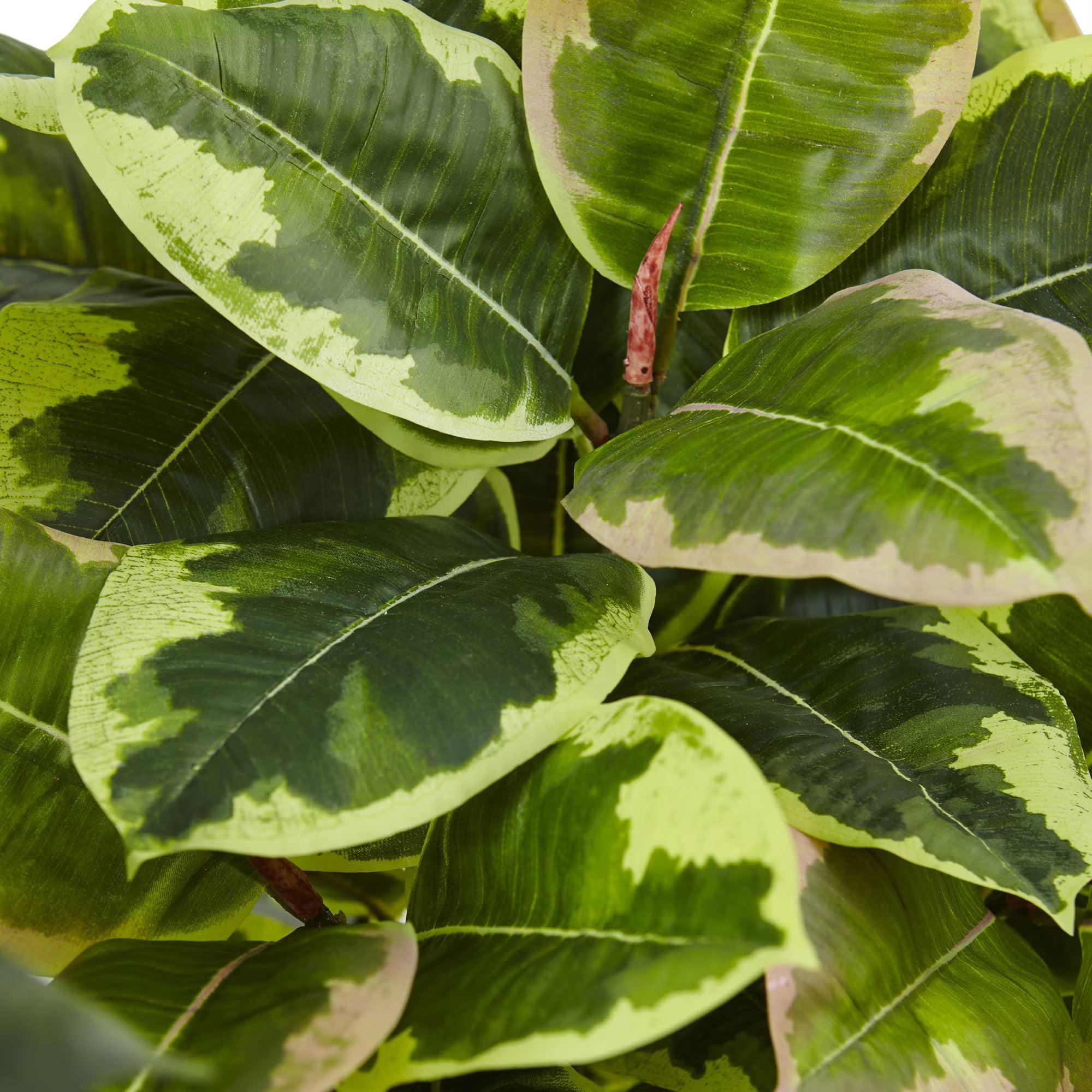 Rubber Plant - TidyPlant