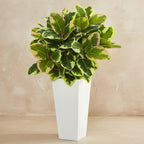 Rubber Plant - TidyPlant
