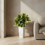 Rubber Plant - TidyPlant