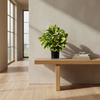 Rubber Plant - TidyPlant