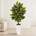 Rubber Plant - TidyPlant