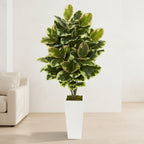 Rubber Plant - TidyPlant