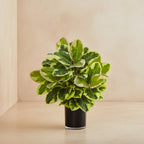 Rubber Plant - TidyPlant