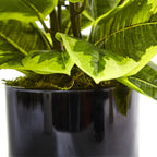 Rubber Plant - TidyPlant